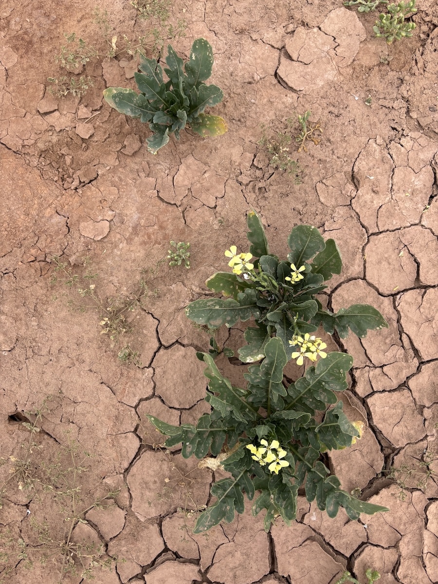 Végétation et sol désertique dans le désert marocain